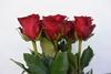 EVER RED
